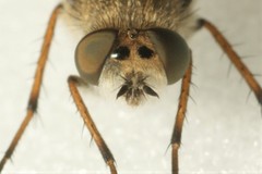 Thereva unica