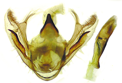 Eufidonia convergaria