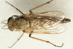 Thereva unica