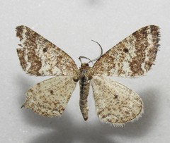 Eufidonia convergaria