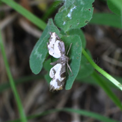 Lomaspilis marginata