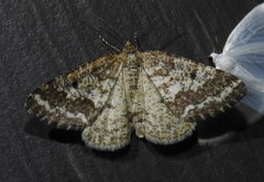 Eufidonia convergaria