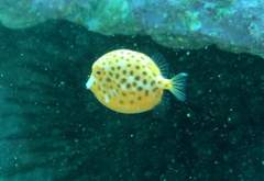 Anoplocapros inermis