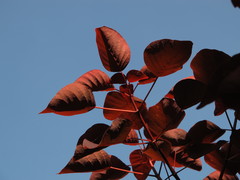 Euphorbia cotinifolia
