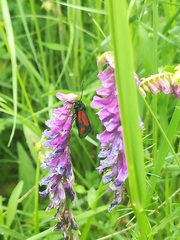 Zygaena nevadensis