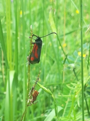 Zygaena nevadensis