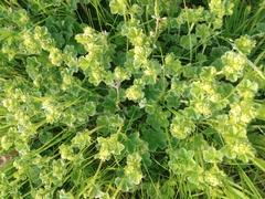 Alchemilla glaucescens