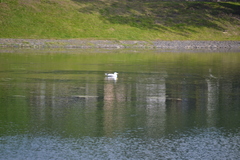 Larus argentatus