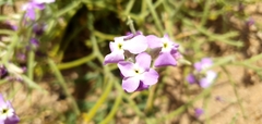Matthiola tricuspidata