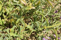 Matthiola tricuspidata