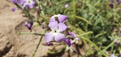 Matthiola tricuspidata