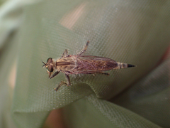 Machimus rusticus