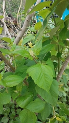 Sinclairia discolor