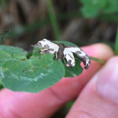 Lomaspilis marginata