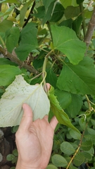 Sinclairia discolor