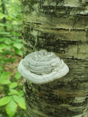 Fomes fomentarius image