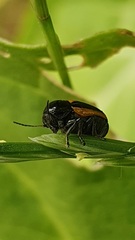 Cryptocephalus vittatus