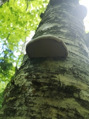 Fomes fomentarius image