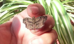 Quadrus lugubris lugubris