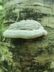 Fomes fomentarius image