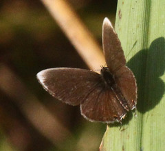 Eicochrysops hippocrates