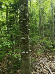 Fomes fomentarius image