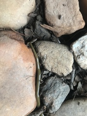 Diversibipalium multilineatum