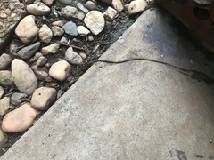 Diversibipalium multilineatum