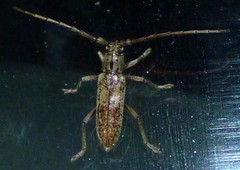 Elaphidion mucronatum