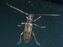 Elaphidion mucronatum