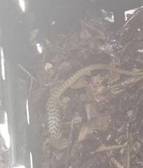 Elgaria multicarinata