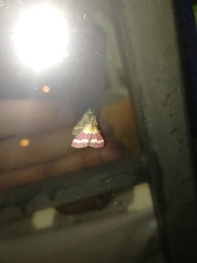 Pyrausta tithonialis