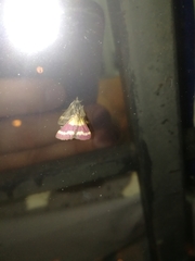 Pyrausta tithonialis