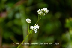 Galium debile