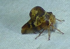 Telamona maculata