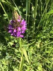 Dactylorhiza maculata