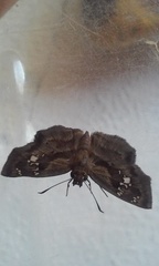 Quadrus lugubris lugubris