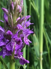 Dactylorhiza maculata
