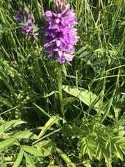 Dactylorhiza maculata