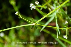 Galium debile