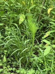 Liatris pycnostachya