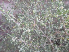 Tetraena qatarense