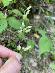Heuchera longiflora