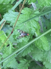 Otites porcus