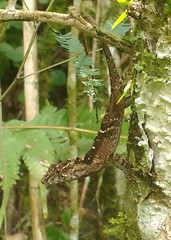 Anolis schiedii