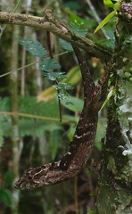 Anolis schiedii