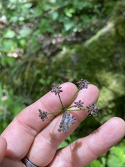 Thaspium trifoliatum