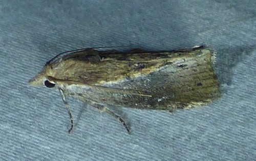 Greater Wax Moth photo 3