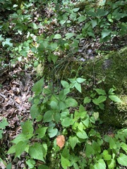 Thaspium trifoliatum