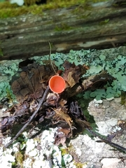 Sarcoscypha occidentalis